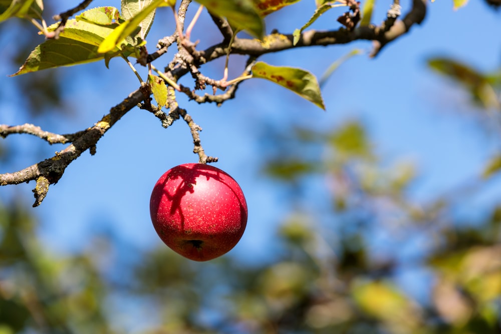 a red apple hanging from a tree branch