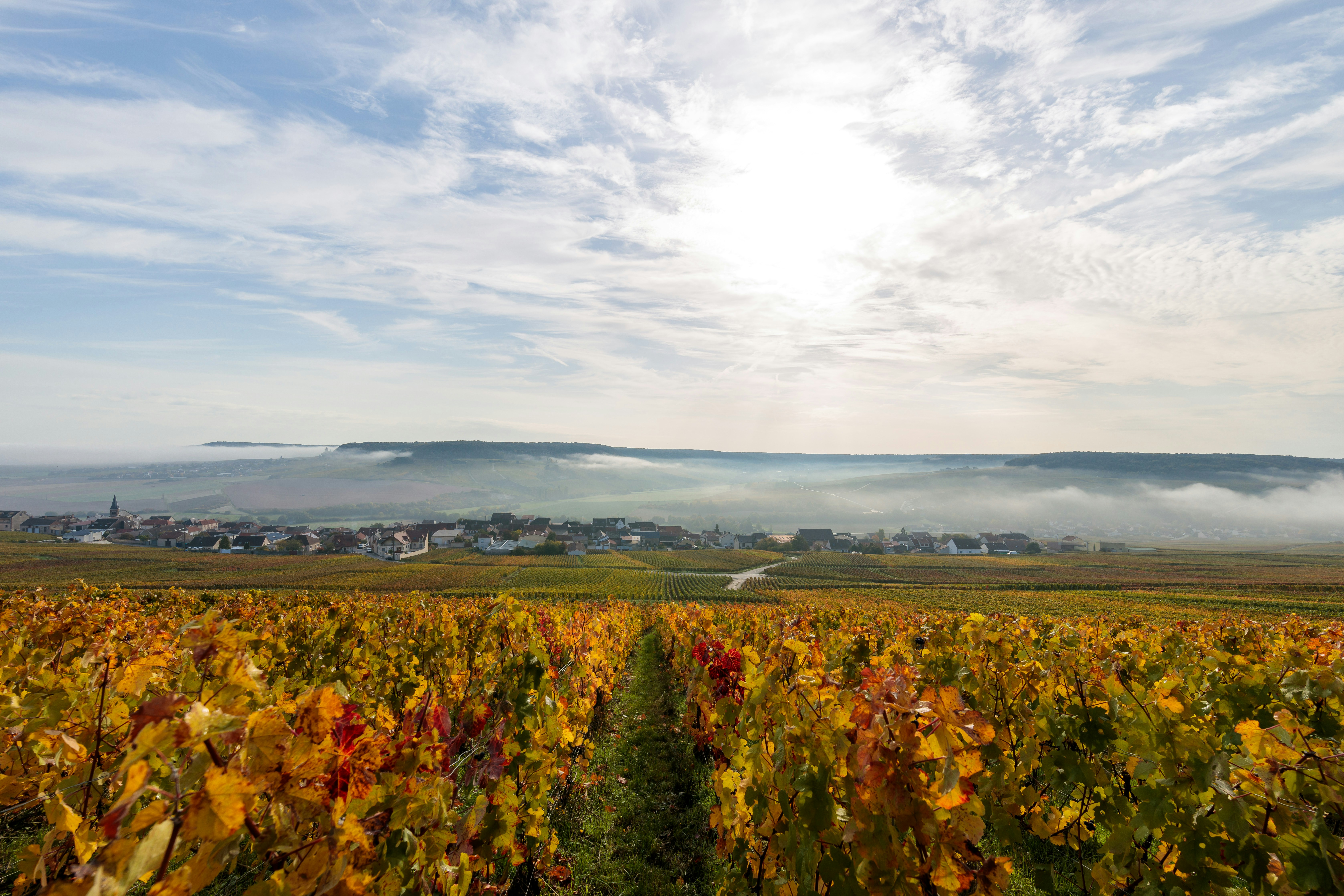 the sun shines through the clouds over a vineyard