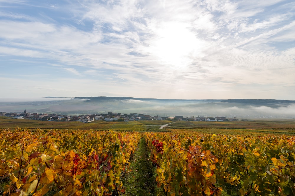 Die Sonne scheint durch die Wolken über einen Weinberg