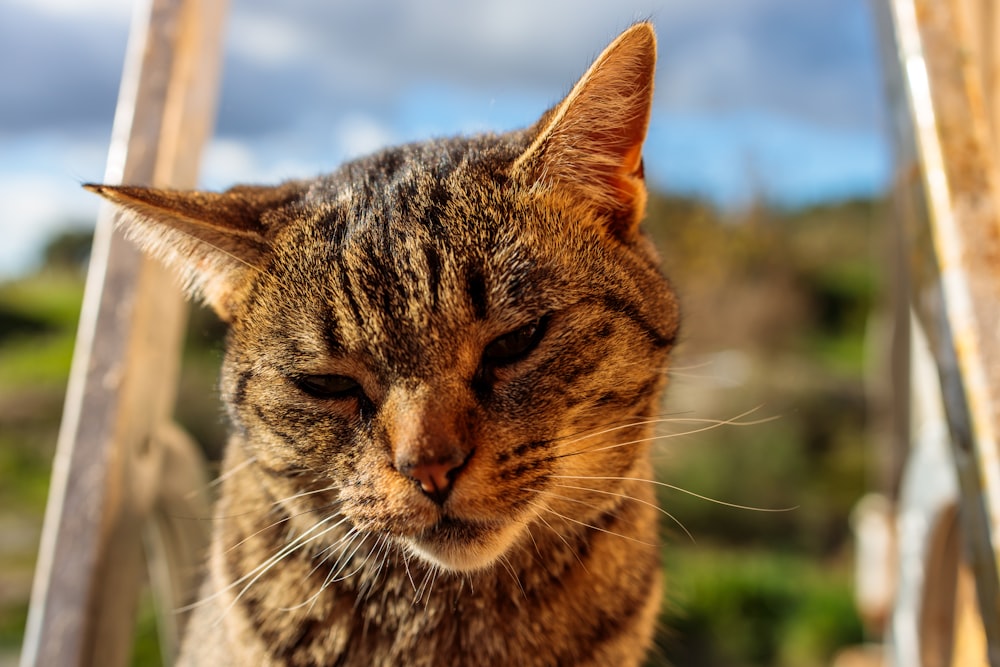 a close up of a cat sitting on a step