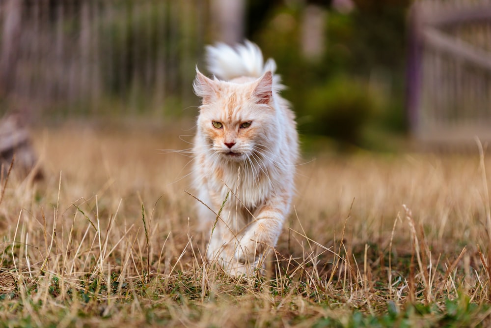 a cat running through a field of grass