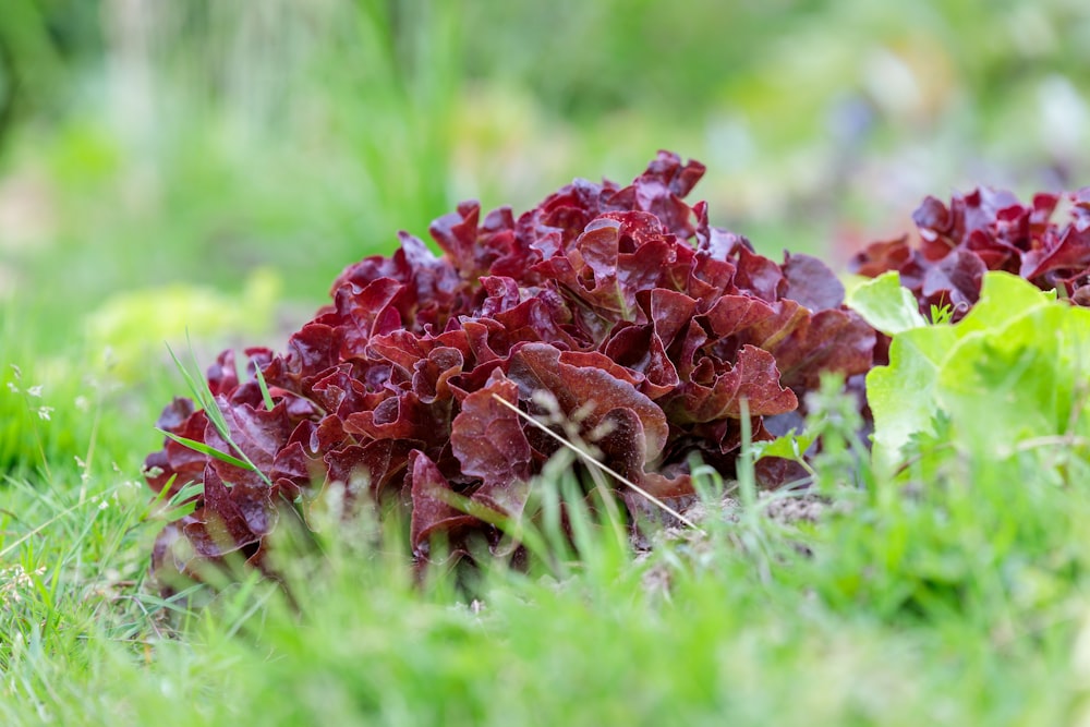 a group of lettuce growing in the grass