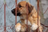 A large brown and beige dog gazes through a rusted metal gate, its front paws resting on the bars, with a concrete wall in the background.