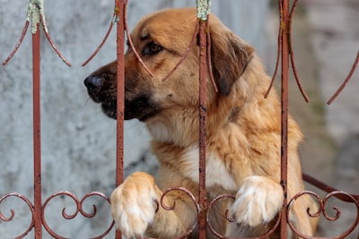 A large brown and beige dog gazes through a rusted metal gate, its front paws resting on the bars, with a concrete wall in the background.