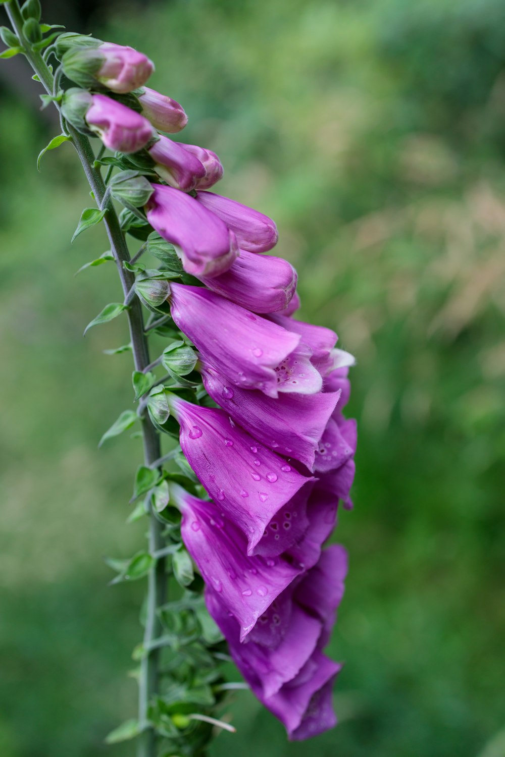 a purple flower with water droplets on it