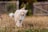 A fluffy, cream-colored cat walks through a field of dry grass. The background features a rustic fence and blurred greenery, suggesting a rural setting.
