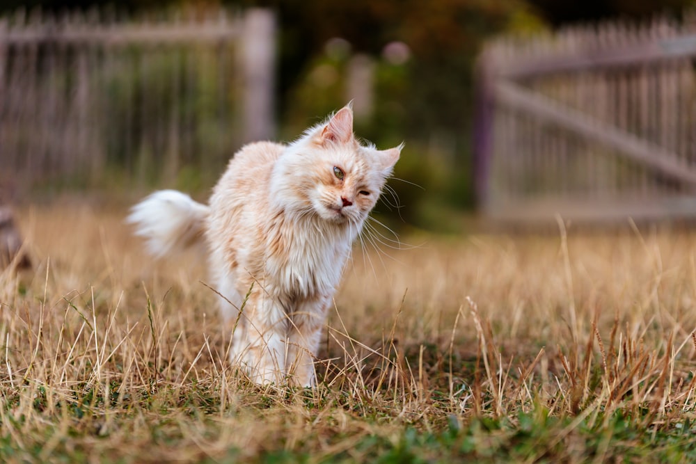 Un gato caminando por un campo cubierto de hierba