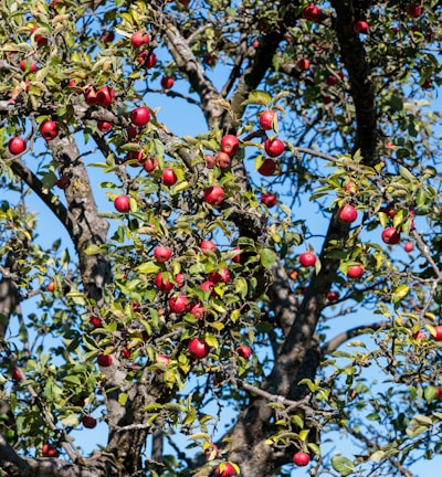 a tree filled with lots of red apples