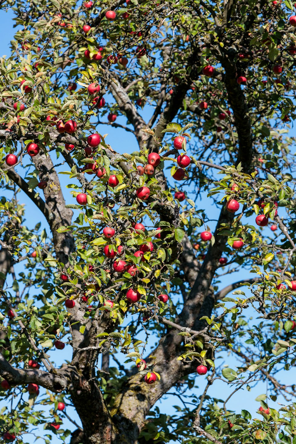 a tree filled with lots of red apples