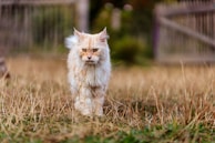 A fluffy, long-haired cat with a cream-colored coat walks through a dry, grassy field. The background features a blurred wooden fence and some foliage, suggesting an outdoor rural setting.