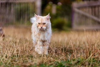 A fluffy, long-haired cat with a cream-colored coat walks through a dry, grassy field. The background features a blurred wooden fence and some foliage, suggesting an outdoor rural setting.