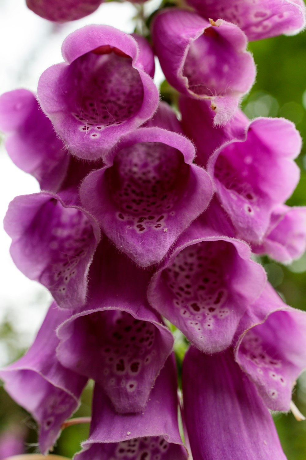 a close up of a purple flower on a tree