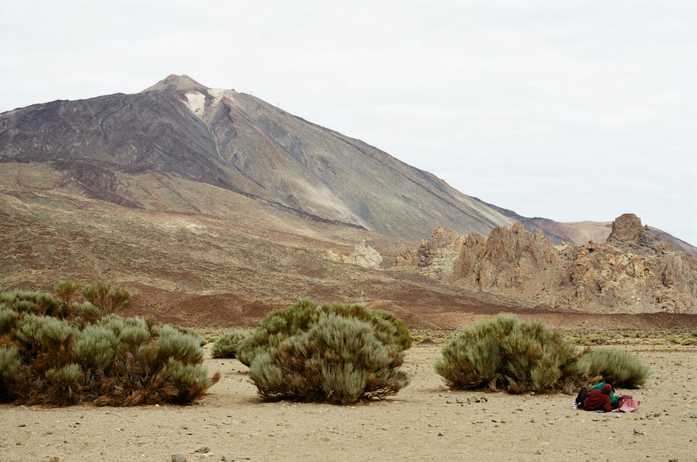 a couple of bushes sitting in the middle of a desert