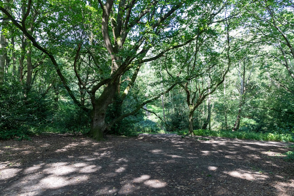 a large tree sitting in the middle of a forest