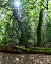Sunlight filters through dense green foliage, casting dappled shadows on the forest floor. Two tall trees stand prominently, with a fallen tree trunk covered in moss lying across the ground. The lush greenery creates an immersive, serene woodland atmosphere.