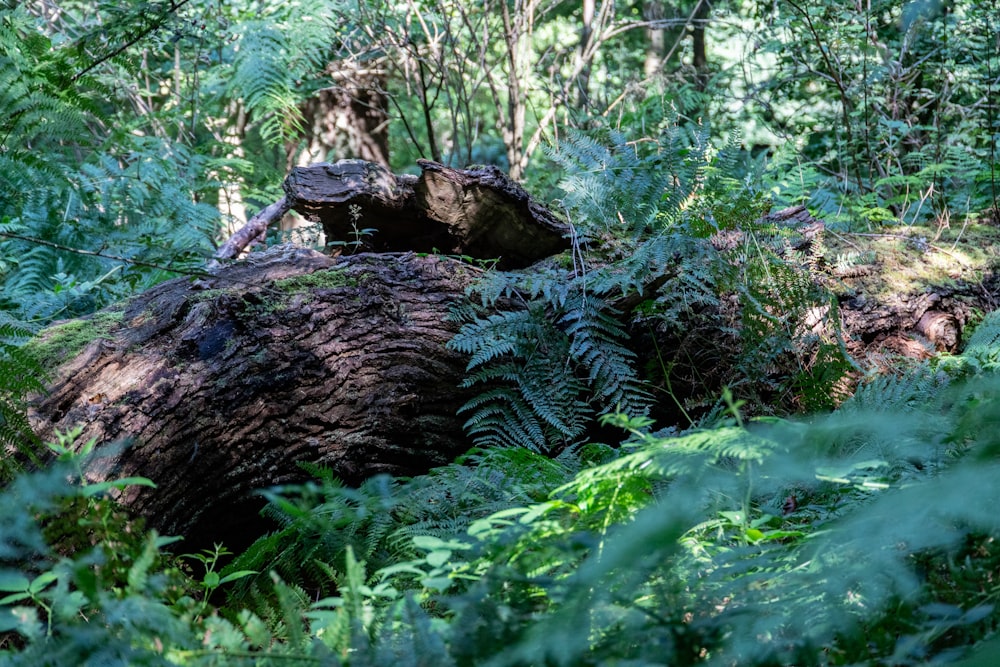 a large tree stump in the middle of a forest