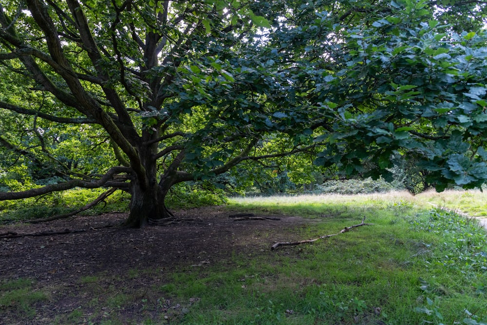 a large tree in the middle of a grassy area