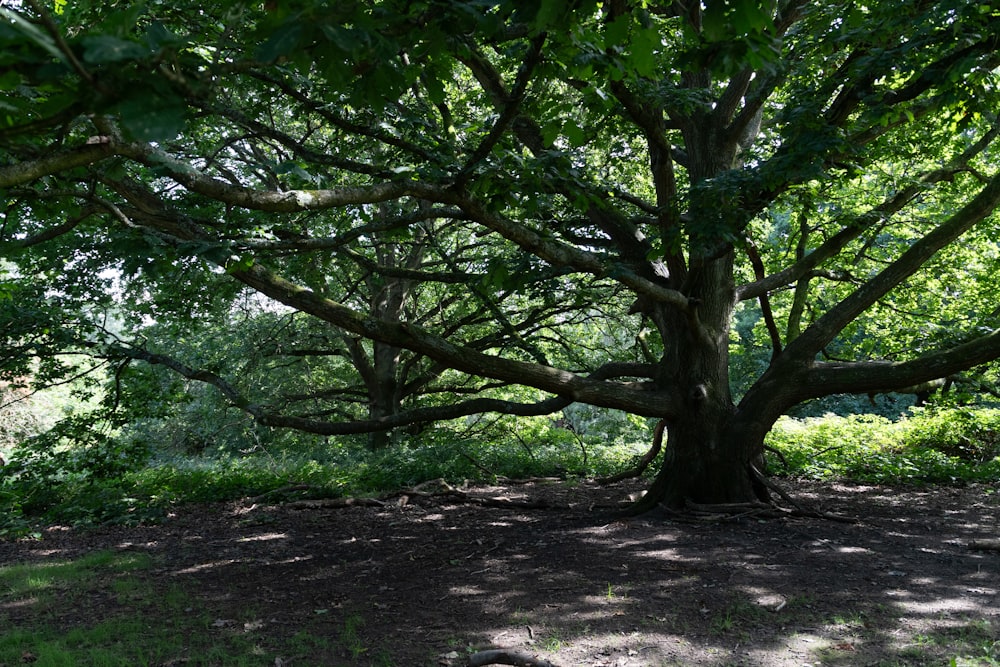 a large tree sitting in the middle of a forest