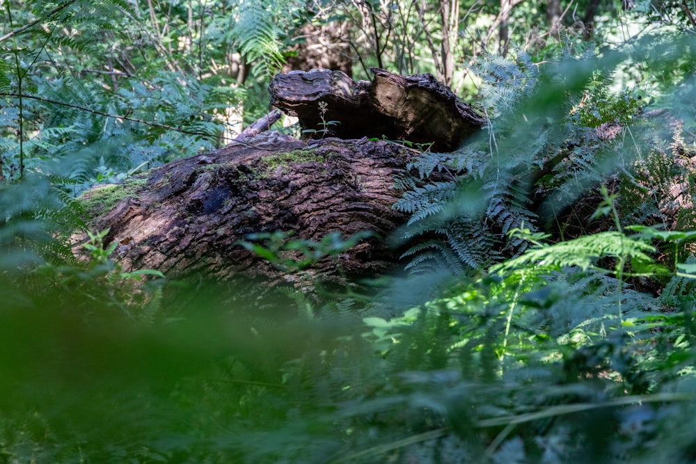 a tree stump in the middle of a forest