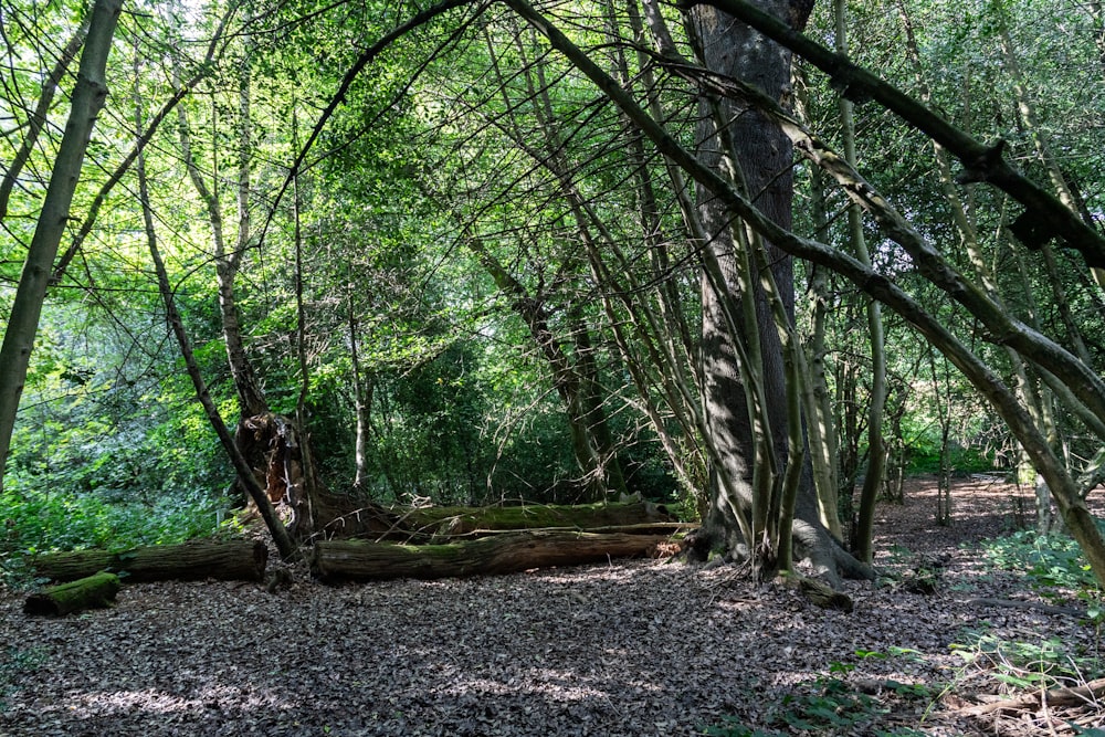 a group of trees that are in the woods