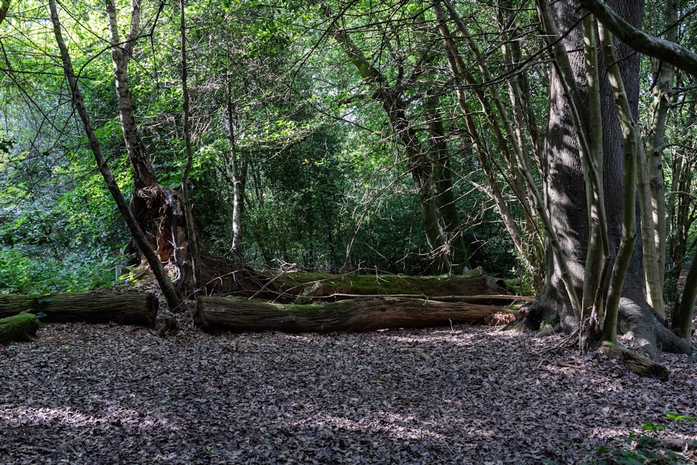 a group of trees that are in the woods