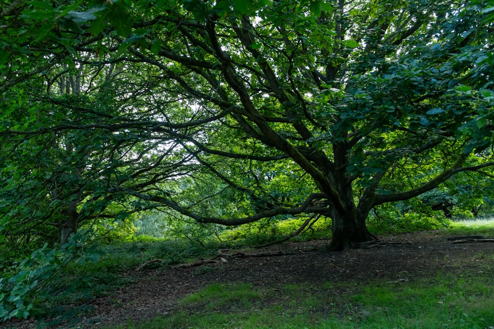 a large green tree sitting in the middle of a forest