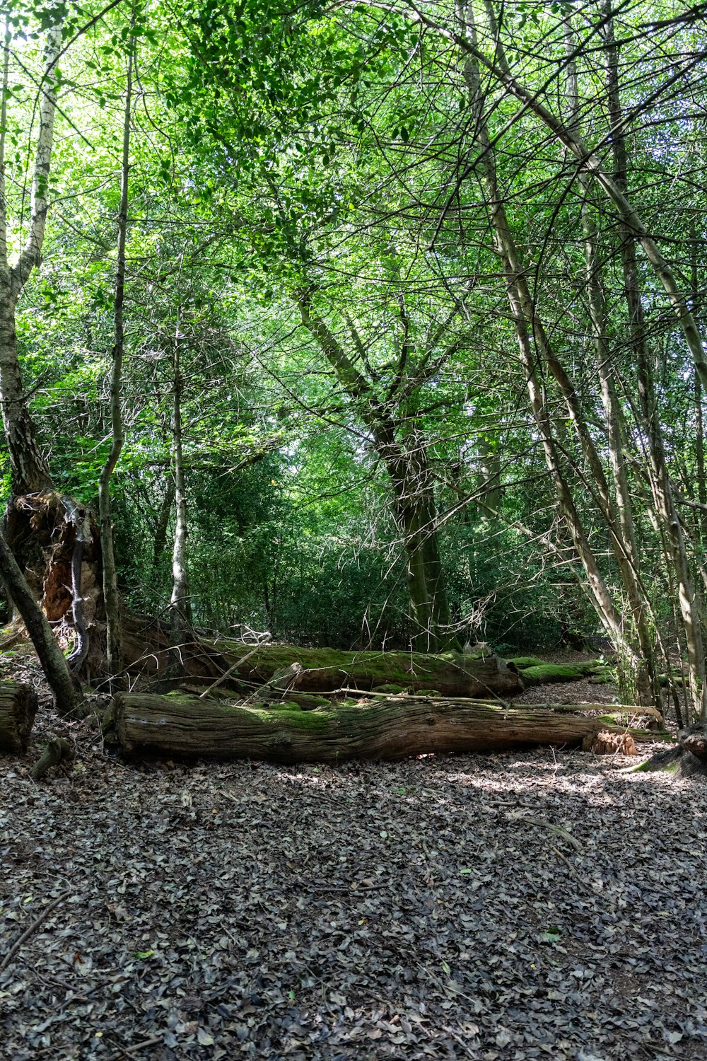 a fallen tree in the middle of a forest