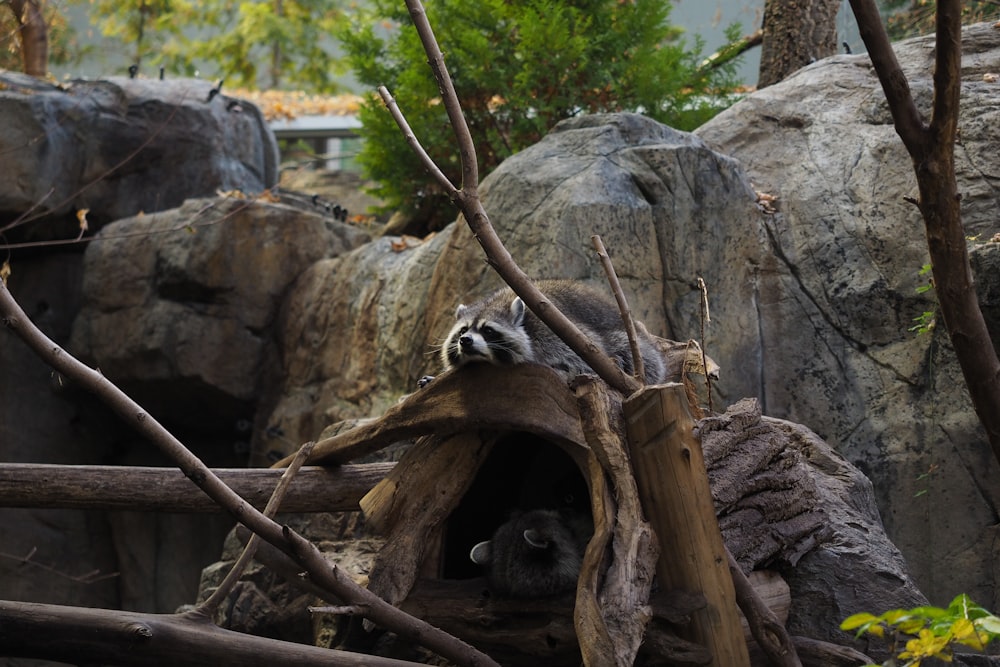 a raccoon in its habitat at the zoo