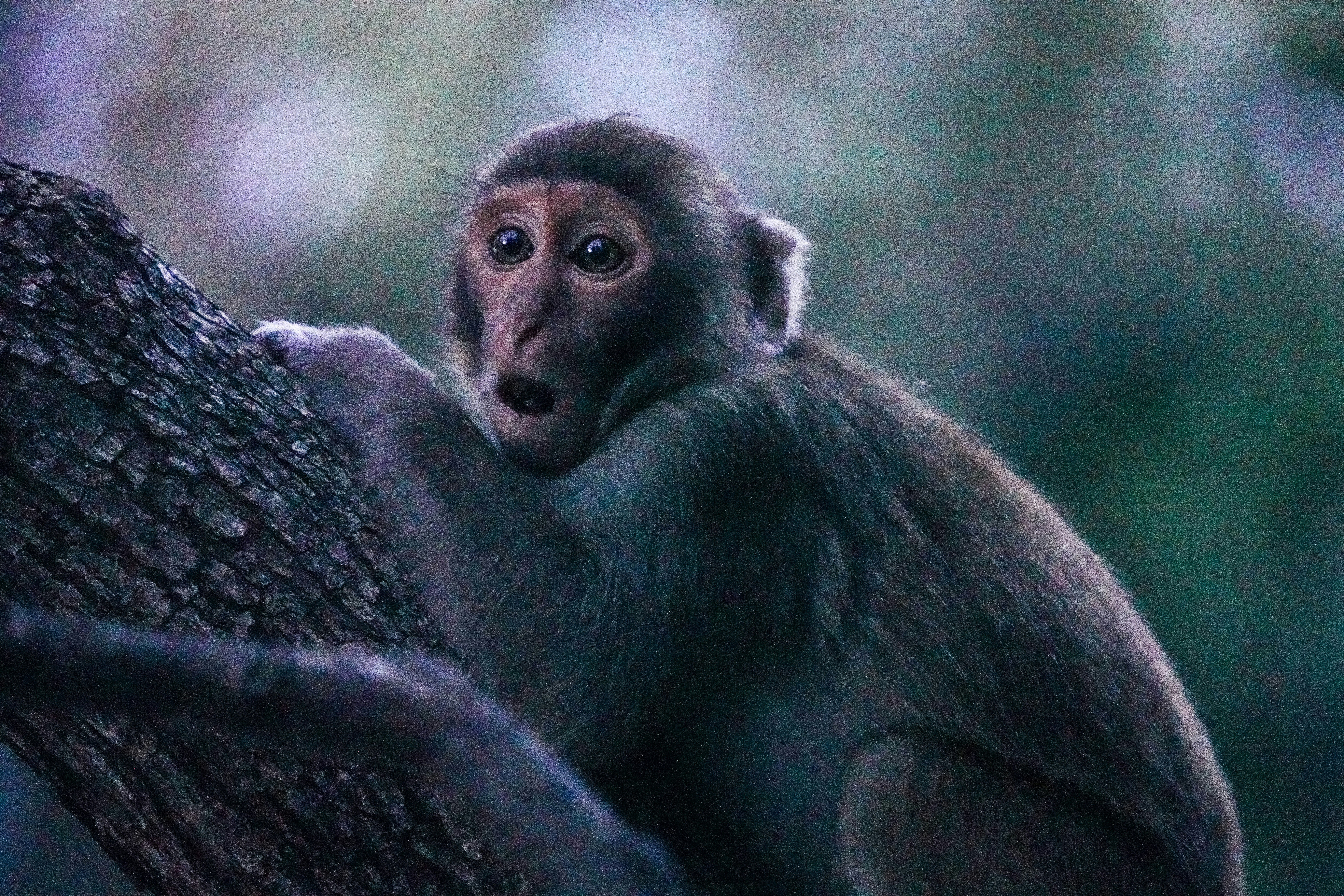 Aped In: SV40 CONFIRMED