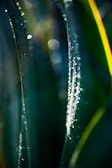 Close-up of fresh bacopa leaves glistening with morning dew in a natural setting.