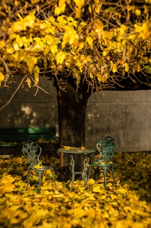 A cozy outdoor setup featuring a folding metal chair and a picnic table under a leafy tree.