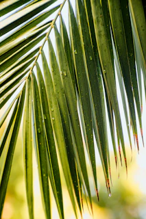 Close-up of a gleaming tropical machete blade resting on vibrant green leaves