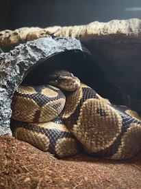 A snake is coiled up inside a dark cave-like enclosure. The snake has a patterned skin with shades of brown, beige, and black. Its scales are prominent, and it is resting on a layer of soil or dirt. The enclosure has a textured surface that mimics natural stone.