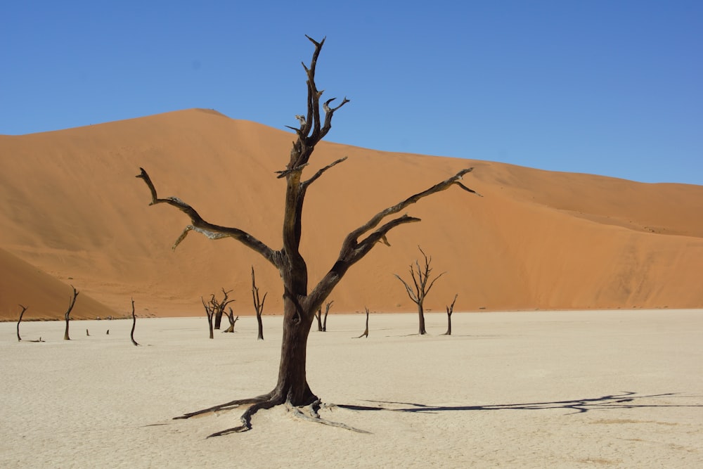 a dead tree in the middle of a desert