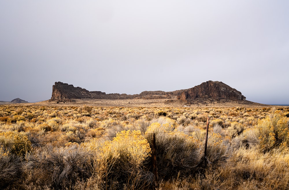 a field with a mountain in the background