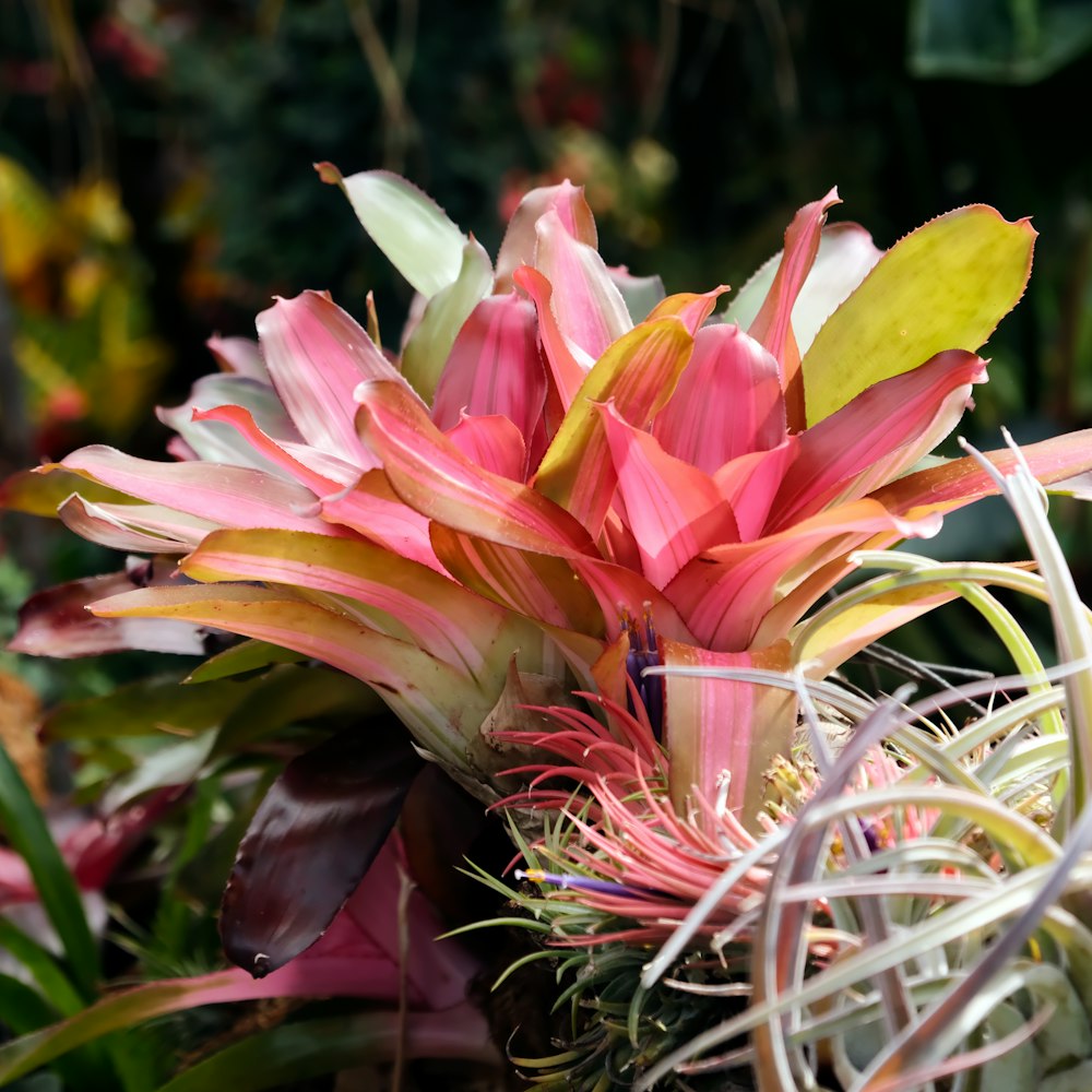 a close up of a pink and yellow flower