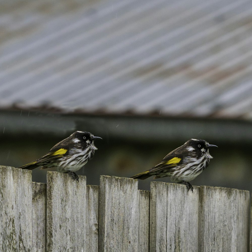 two small birds perched on top of a wooden fence