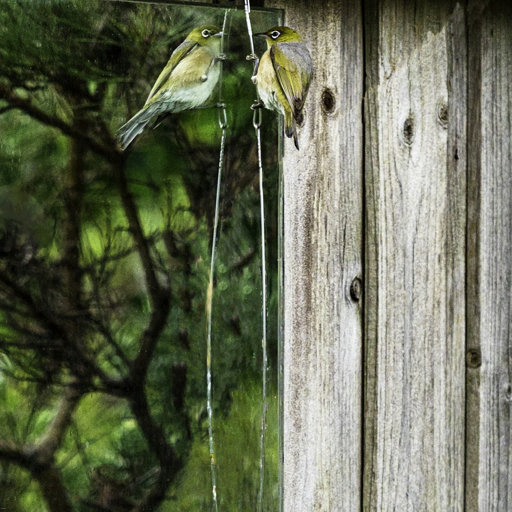 a couple of birds sitting on top of a wooden fence