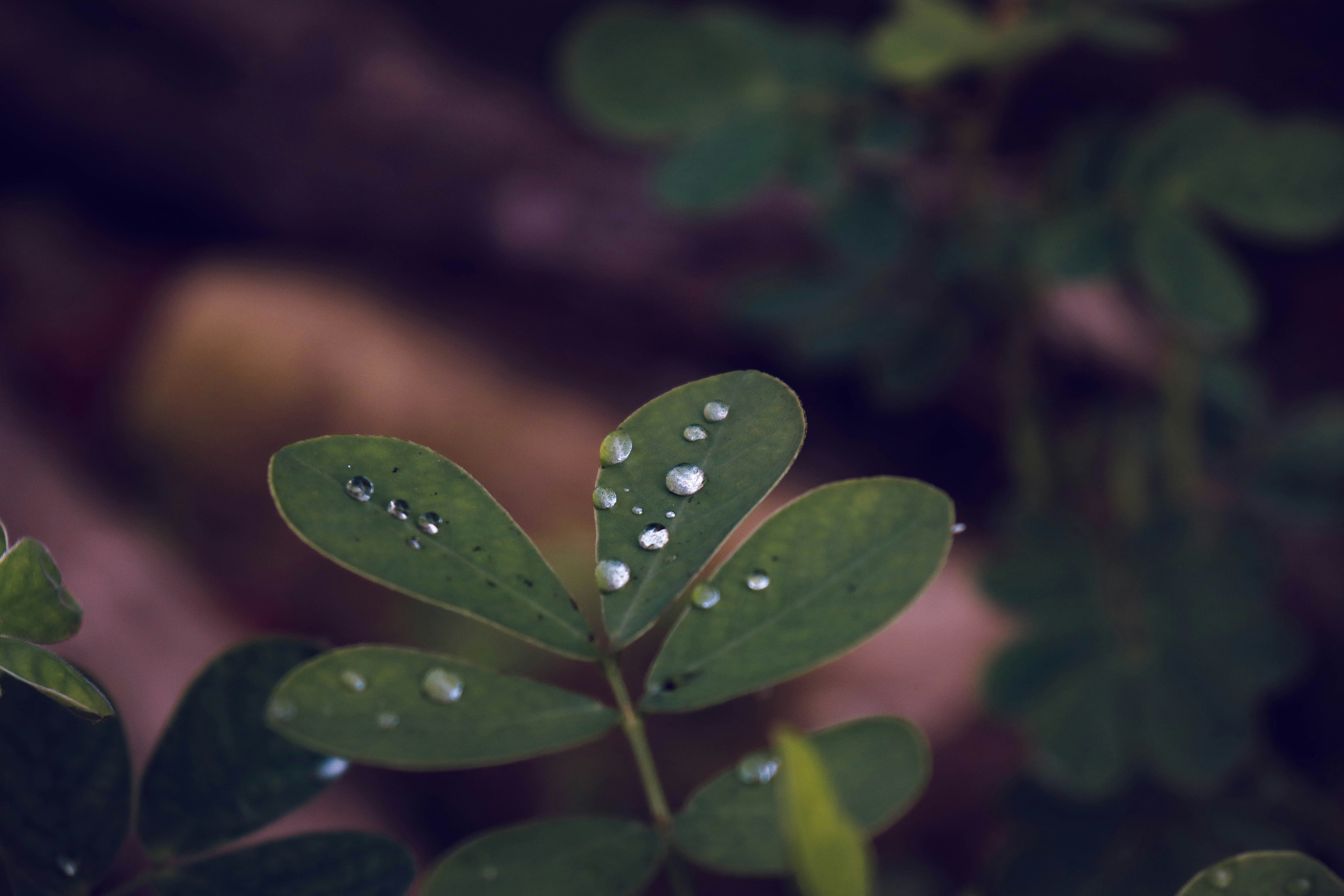 a green plant with water droplets on it