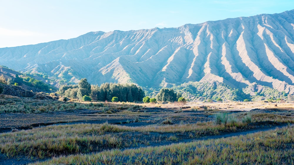 a grassy field with mountains in the background