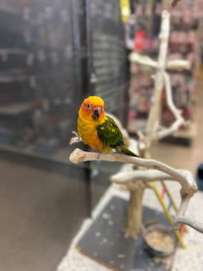 Colorful bird perched on a branch inside a cozy pet store.