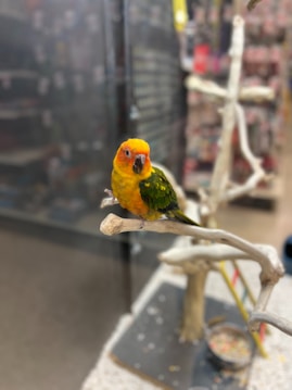 A brightly colored parrot with vibrant yellow and green feathers perches on a branch-like structure. The background appears to be blurred, resembling the interior of a pet store or enclosure.