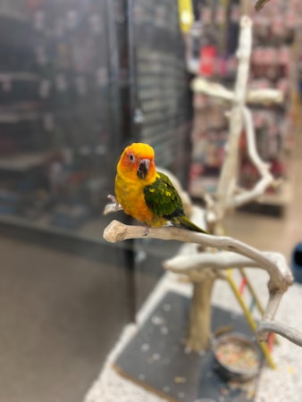 A brightly colored parrot with vibrant yellow and green feathers perches on a branch-like structure. The background appears to be blurred, resembling the interior of a pet store or enclosure.
