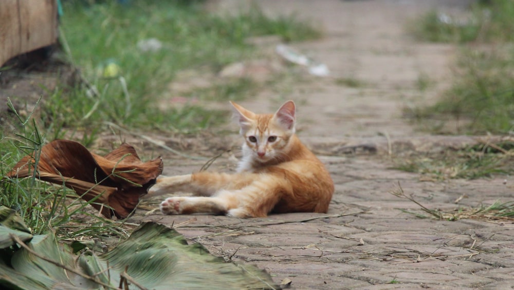 a small orange kitten laying on the ground
