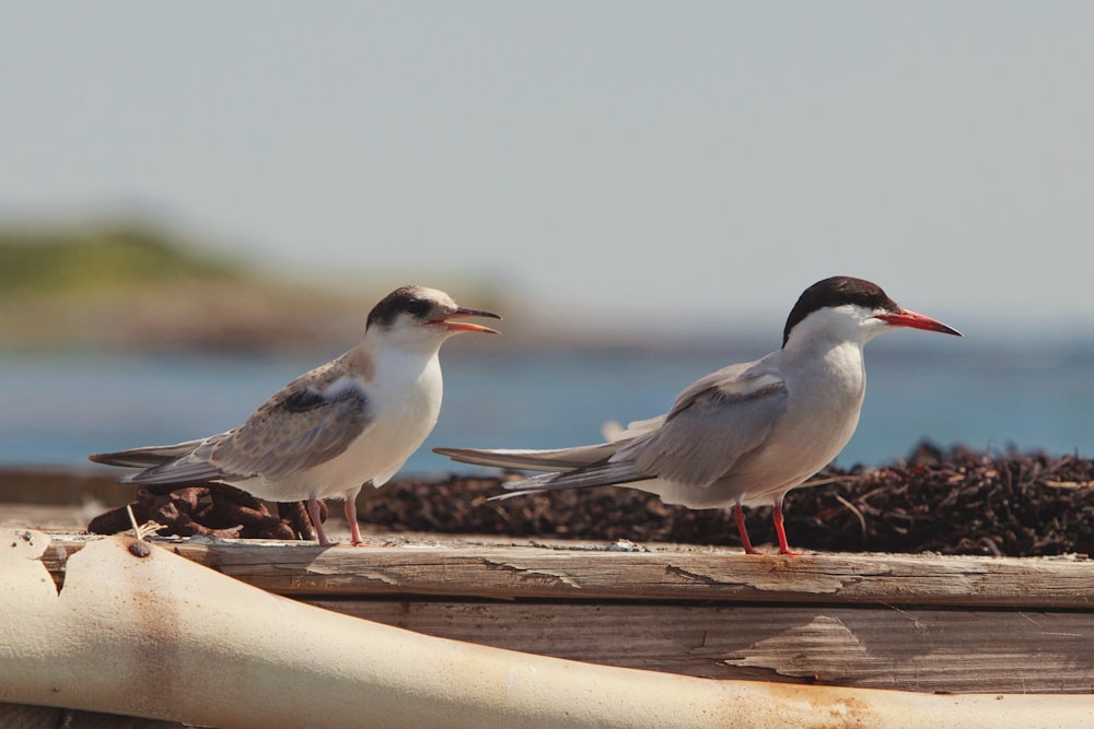 two birds are standing on a piece of wood