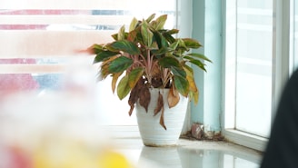 A potted plant with broad green leaves, some of which are dry and brown at the edges, is placed on a glossy surface near a window. The window allows natural light to filter through, casting a soft illumination on the plant. The background includes a mix of glass panes and a wall with faded stripes, suggesting a corner of a room.
