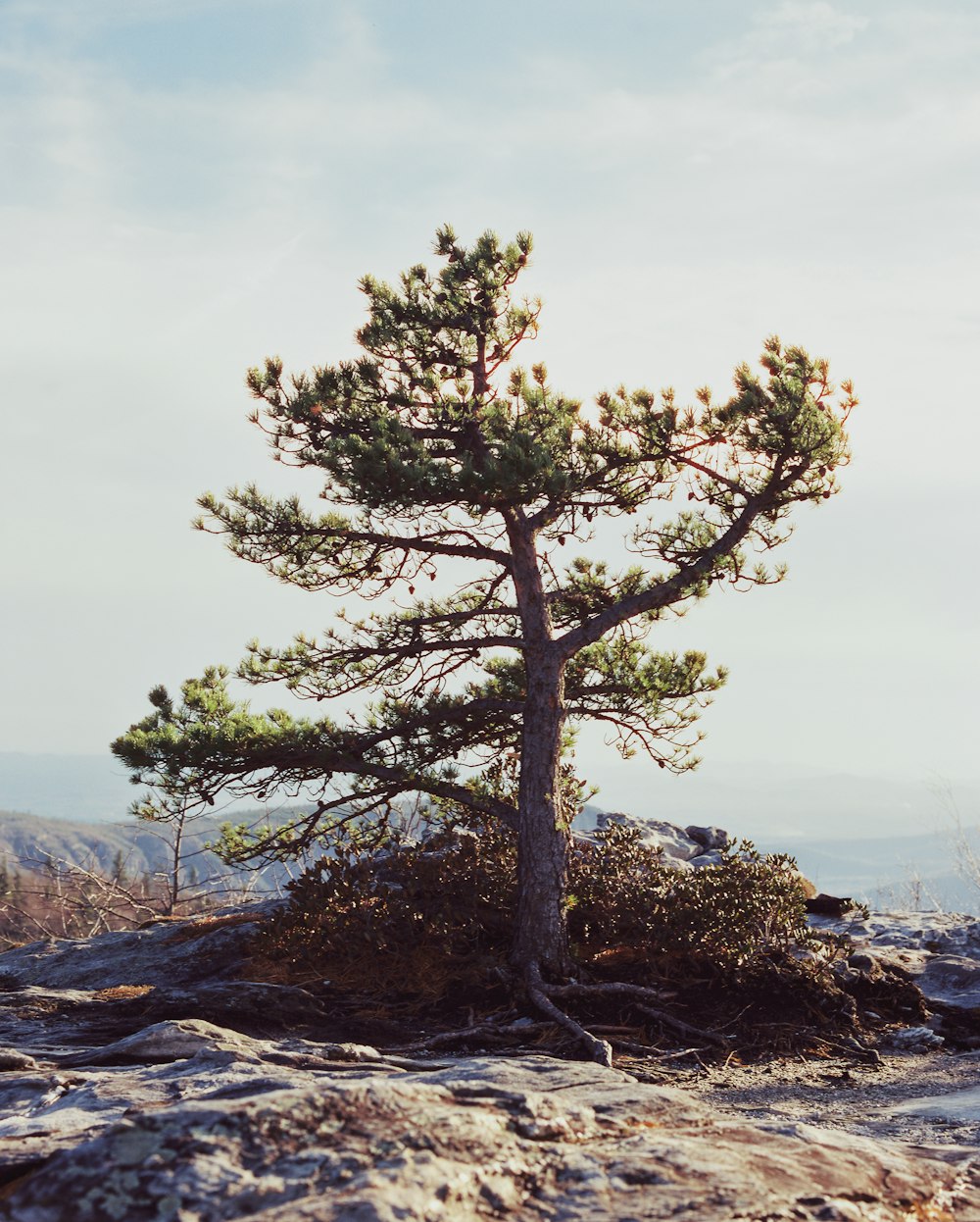 un pin solitaire sur un affleurement rocheux