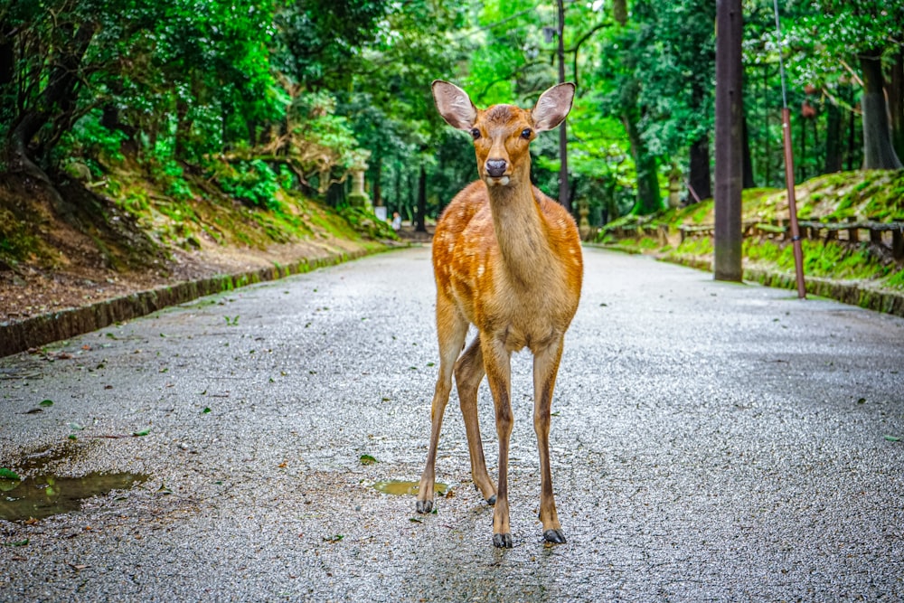 a deer standing in the middle of a road
