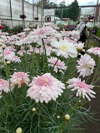 Vibrant chrysanthemums and roses blooming in a large Tenancingo greenhouse.
