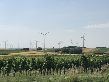 a field of crops with wind turbines in the background